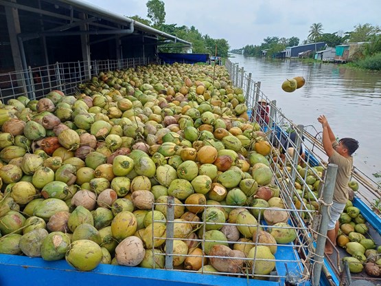 BIẾN ĐỘNG GIÁ DỪA NGUYÊN LIỆU VIỆT NAM