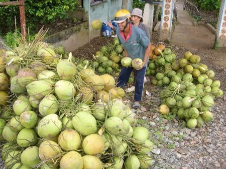 Bảng giá các sản phẩm dừa và các loại dầu chọn lọc (APCC)