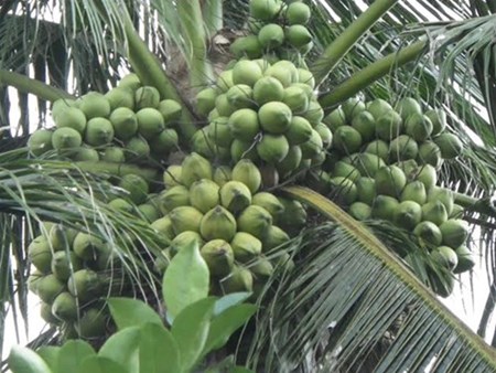 Chọn giống dừa nào để trồng cho hiệu quả kinh tế cao