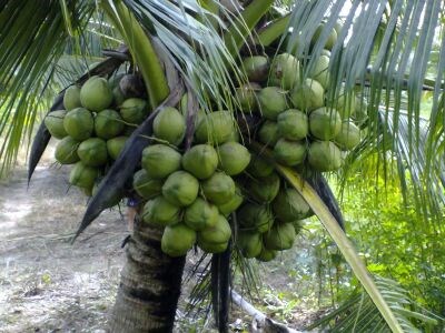 Doanh nghiệp cần mua dừa dứa tươi!