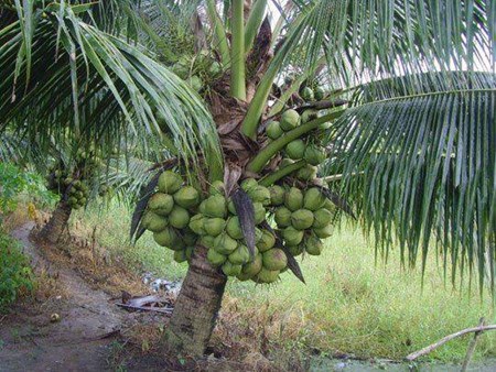 Dự án Cải tạo vườn dừa kém hiệu quả Giai đoạn 2012 – 2016