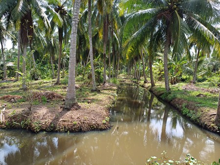 Dừa cao, dừa lùn Việt ‘sang’ Belarus thử nghiệm phân bón hữu cơ sinh học trên nền than bùn
