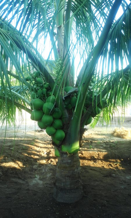 Hiệp Hội Dừa Việt Nam đề xuất trồng cây dừa trên các tuyến đường TP.HCM