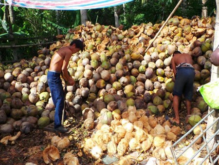 Lượng xuất khẩu sản phẩm dừa các loại của Philippines tăng cao trong tháng 3/2015