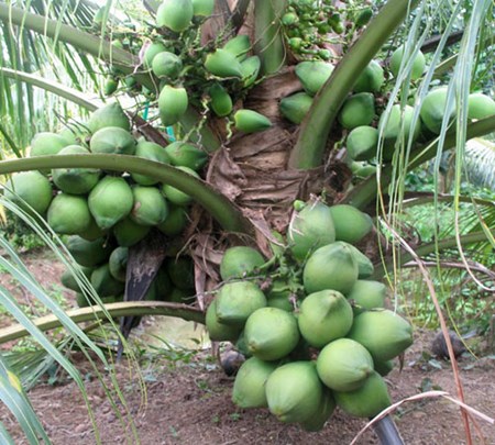 Phát triển ngành dừa