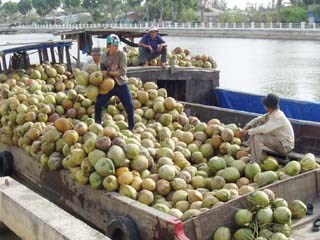 Xuất khẩu dừa, nông dân “tự bơi”