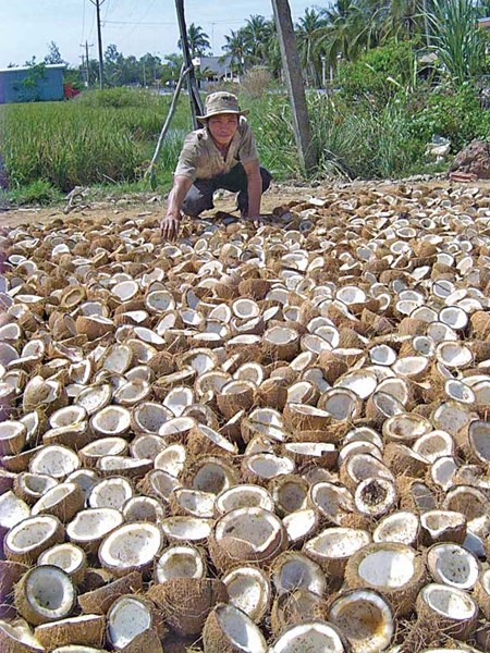 Công nghệ chế biến cơm dừa được giới thiệu tại Hội nghị Cocotech lần thứ 46