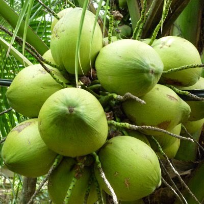 Dừa xiêm thơm Thái Lan