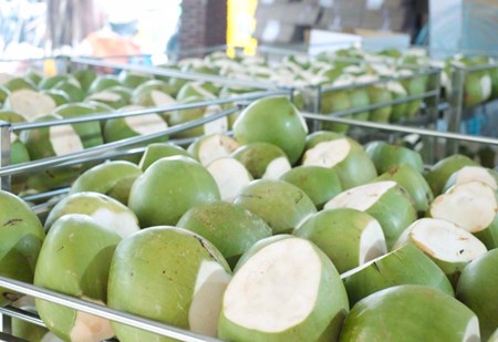 Hoa Kỳ chính thức mở cửa thị trường cho quả dừa tươi của Việt Nam